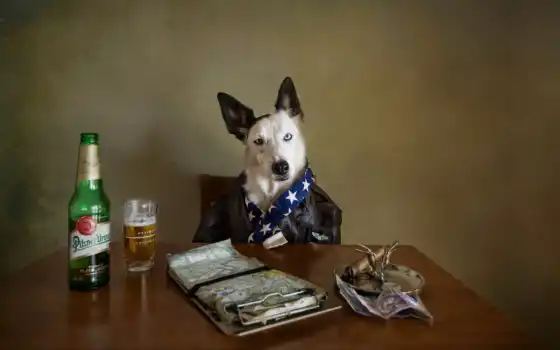собака, пиво, мем, арсен