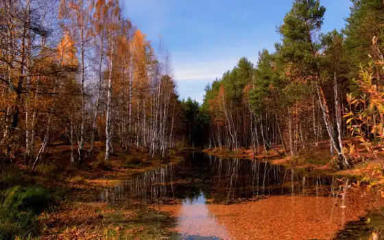 осень, река, лес, разделе, 