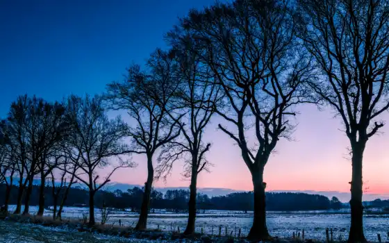 зима, деревья, будущее, поле, бесплатно, картиник