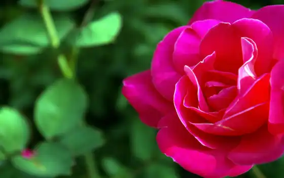 розы, обои, деликатные, настольные, цветы, вы, обои, роза, коллекция, бесплатные, красные, подобные, просто,