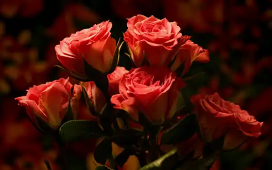 , цветы, роза, розовый, cover, side, оранжевый, размытость, букет