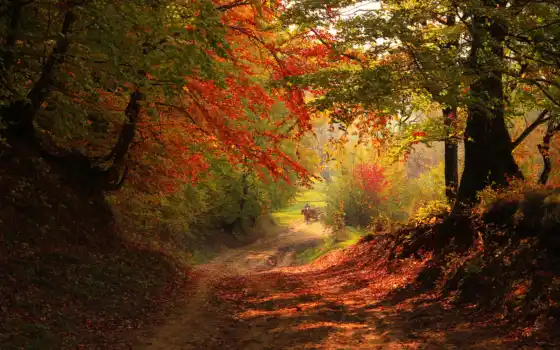 лес, осень, дорогой, лошадь, дерево, повозка, дорога, туман, лист, старый