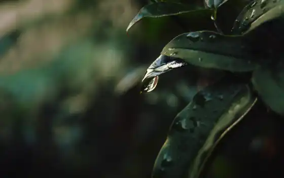 leaf, drop, размытость, растение