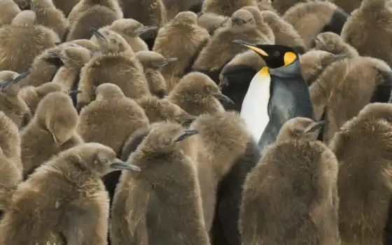 пингвин, император, остров, животное, птица