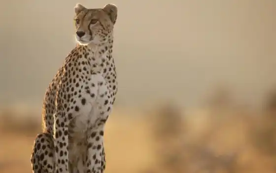 cheetah, cheetahs, masai, mara, скорость, кошка, пачка, глядя, животное, кения,