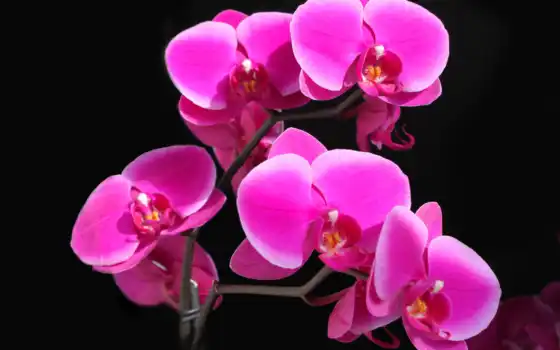 фаленопсис, орхидея, малиновая, красота, картинка, цветы, картинку, нежный, розовый, 