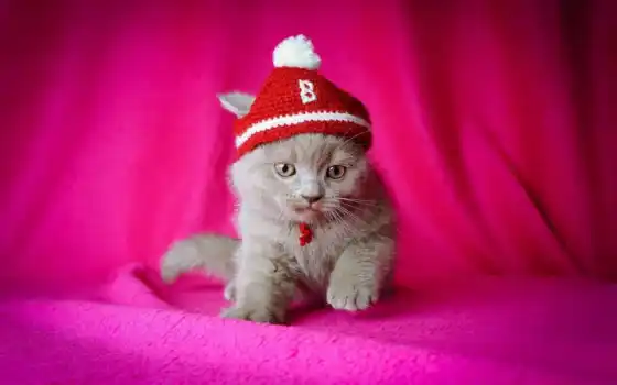 розовый, котенок, шапка, 