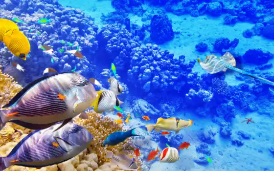 underwater, world, zhivotnye, coral, кораллы, риф,  рыбки