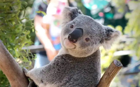 коала, широкоформатные, 