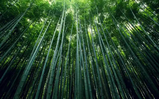 бамбук, лес, картинка, природа, стебли, 