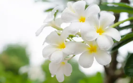 white, плюмерия, цветы, plumer