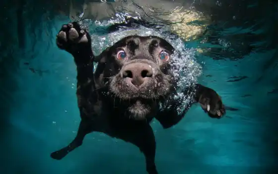 обои на рабочий стол, красивые картинки, картинки для ipad, обои для android