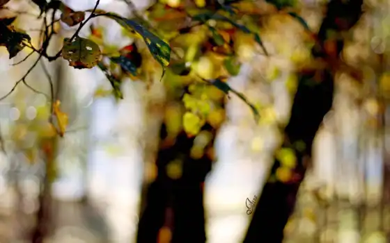 , , красный, красный, , , средний, парк