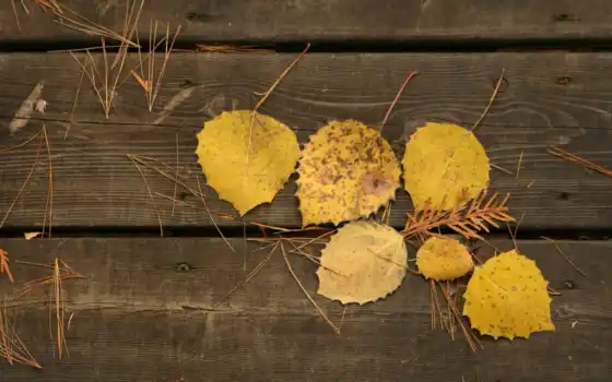 листья, доски, осень, макро, осенние, желтые, дерево, 