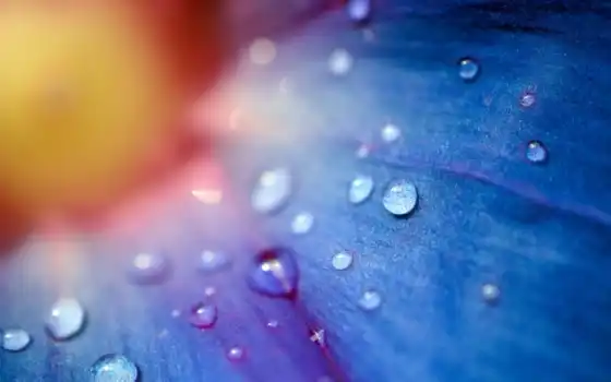 water, droplets, цветы, flowers, drops, голубой, макро, 