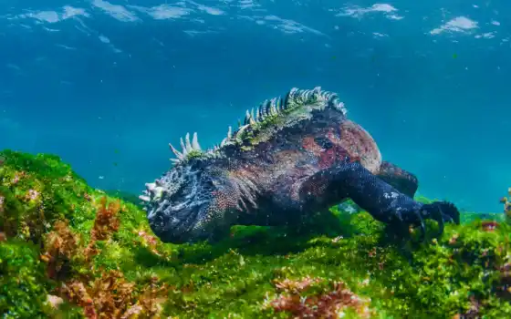 iguana, ящер, игуаны, earth, море, iguanas, islands, может, bbc, 