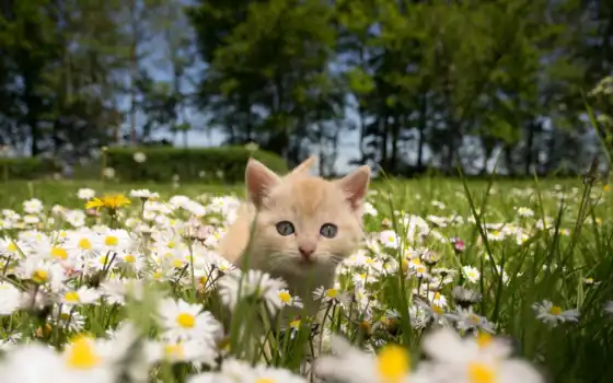 весна, котенок