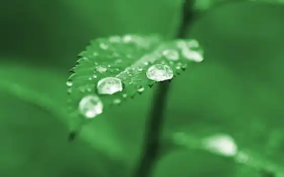 лист, зелёный, макро, капли, дождь, summer, лед, 