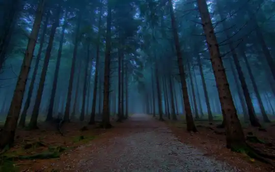 лес, дорога, вечер, лесу, сквозь, туман, тумане, разных, хвойный, 
