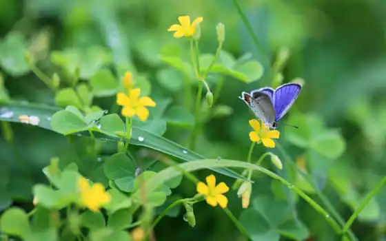 цветы, бабочка, drop, природа, makryi, растение, blackberry, sony, лист, stoloboi, blue