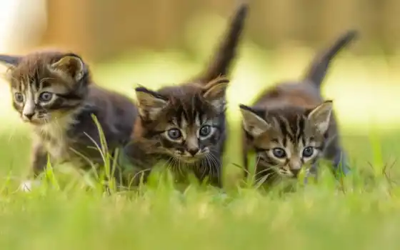 кот, котенок, трава, животное, милый, три