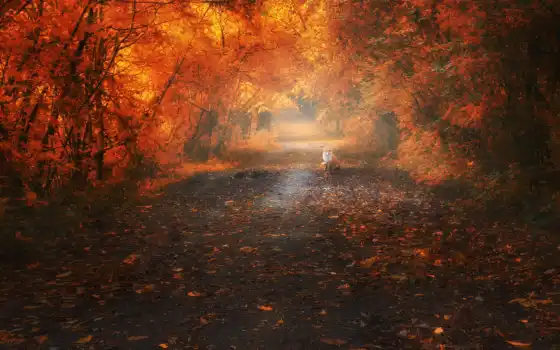 осень, творец, лист, красный, ветвь, форель, лес, парк