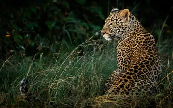 леопард, sit, природа, трава, profile, dark, смотреть