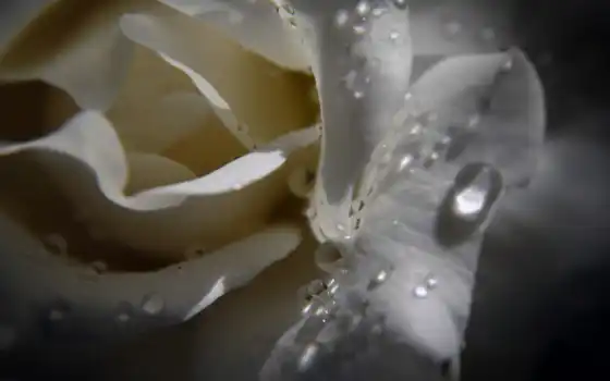 роза, white, роса, цветы