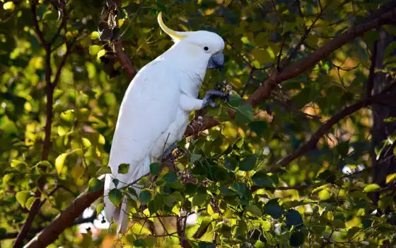 обои на рабочий стол, красивые картинки, картинки для ipad, обои для android