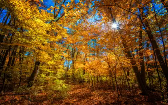 осень, солнце, лучи, лесные, деревья, цвет,