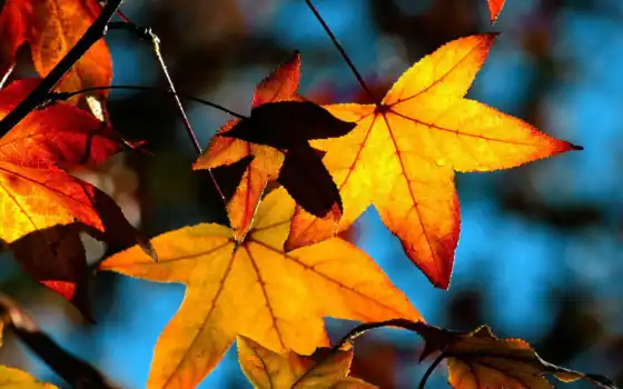 природа, блог, world, осень, золотая, senicheff, 