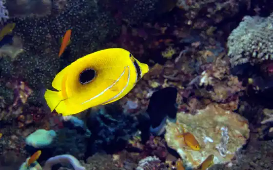 butterflyfish, underwater, world, yellow, 