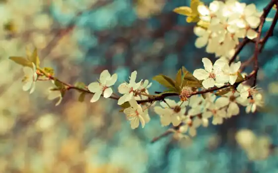 цветы, винтаж, весна