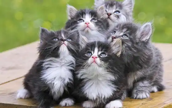 котята, кот, персидские, чёрно, кошки, но, персидских, кошек, пять, белых, серые, 
