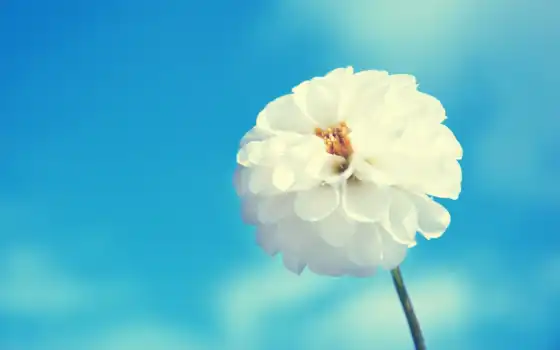 flowers, white, цветы, небо, blue, free, 