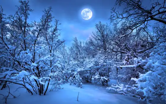 лес, ночь, зима, луна, футбол, супер