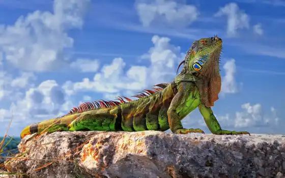 iguana, funart
