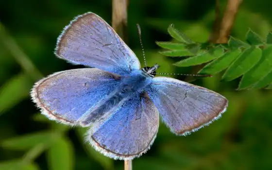 , природа, красивые, бабочка 