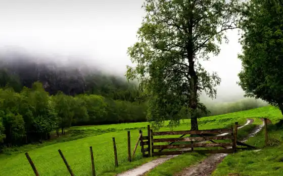 забор, поле, ворота, туман, деревья, дорога, doğa, sisli, картинка, 