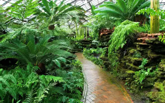 ботанический, сад, разрешение, качество, джунгли, форе