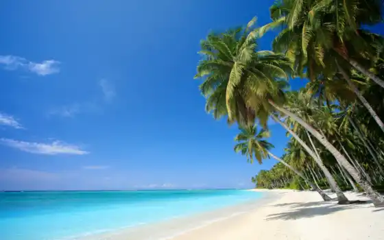 пальмы, тропики, пляж, песок, море, картинка, 