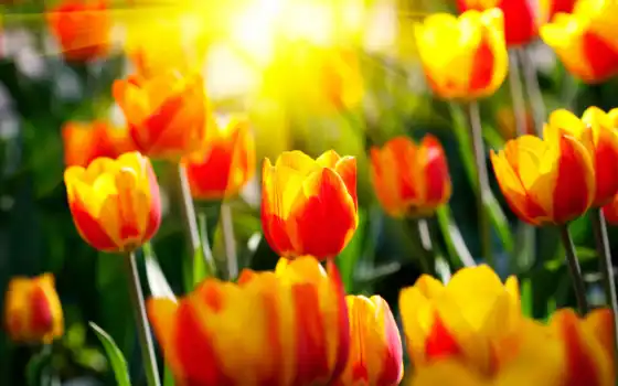 весна, весенние, сердце, вкус, тюльпаны, солнце, сад,