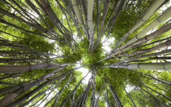 ниже, взгляд, природа, зелёный, бамбук, небо, 