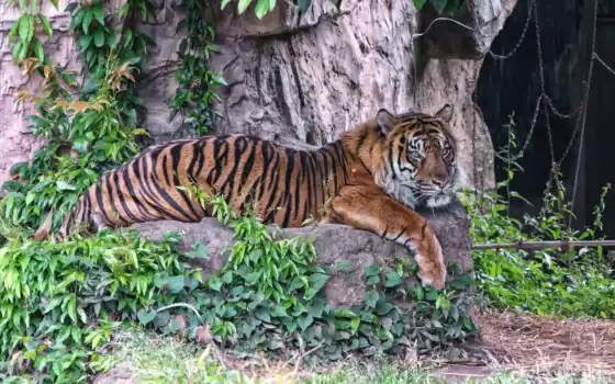 тигр, бенгальский, 