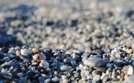 групповой, морской, маленький, песок, fca