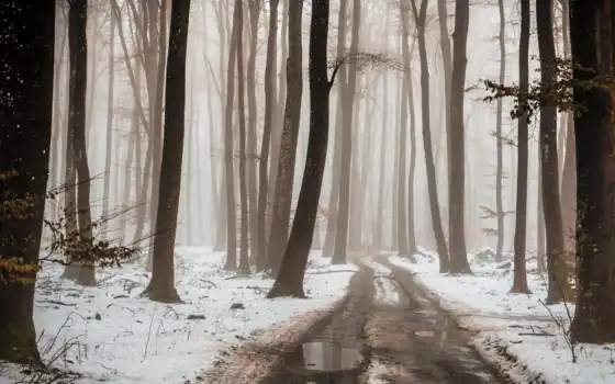 winter, бежевый, снег, дерево, mist, fore