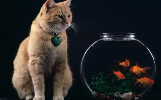 кот, рыба, животное, чада, золотая рыбка, мистер уоллпейпер, полосатый кот