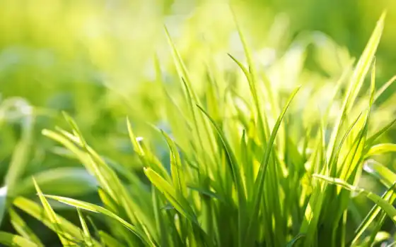 summer, зелёный, трава, высоком, весна, свежесть, травичка, 