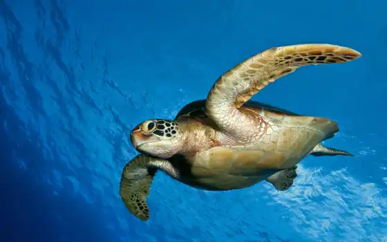 черепаха, water, marine, ocean, взгляд, череп, mobile, smartphone, море, ipad, миро