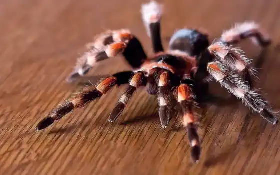 brahipelm, tarantula, паук
